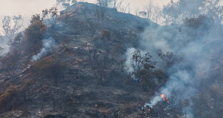 Los terribles efectos de los incendios forestales