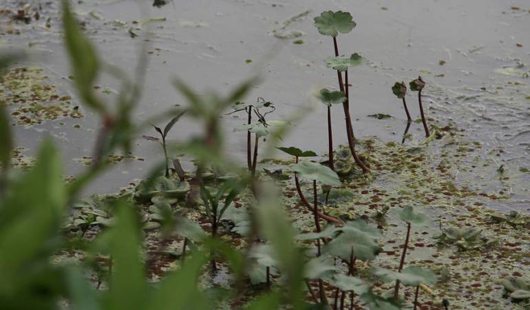Medio ambiente: Humedales de Bogotá, declarados sitio Ramsar