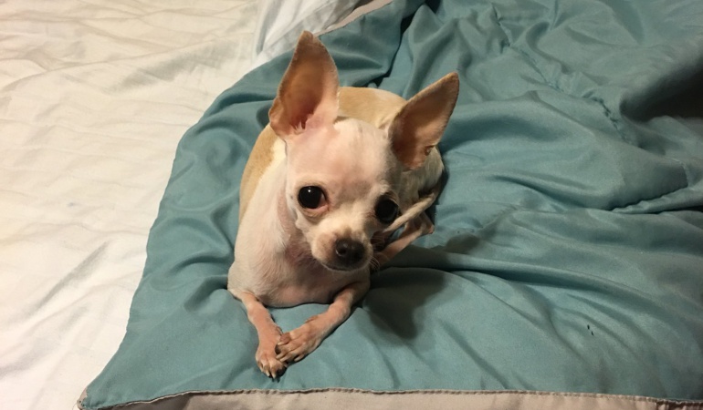 Chihuahua