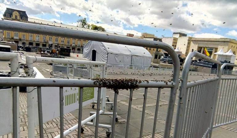 Posesión Presidencial Abejas: Las abejas que se tomaron la Plaza de Bolívar antes de la posesión de Duque