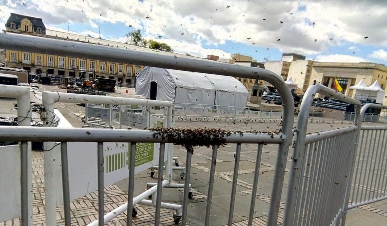 Abejas en la Plaza de Bolívar