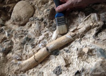 Por perezoso se habría extinguido el homo erectus