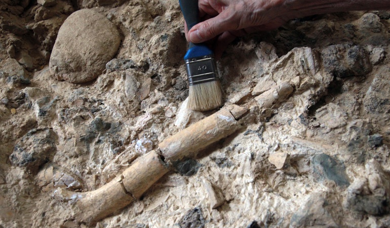 homo erectus
