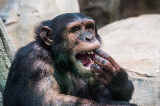 Primate Primate
