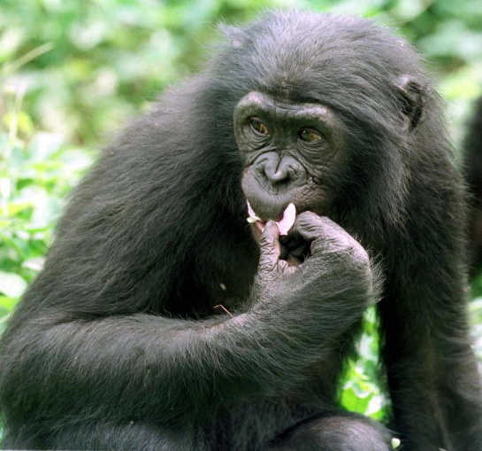 Chimpancé pigmeo Chimpancé pigmeo