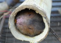 Descubren una rara especie de roedor cerca a Machu Picchu