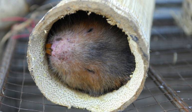 Nuevas especies de animales: Descubren una rara especie de roedor cerca a Machu Picchu