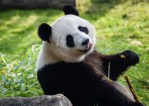 China abrirá su primer parque nacional de osos panda gigantes