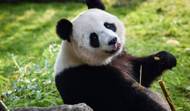 Osos panda: China abrirá su primer parque nacional de osos panda gigantes