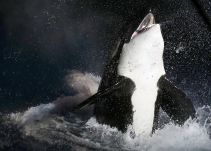 Estados Unidos recibe demanda por no proteger el hábitat de las orcas