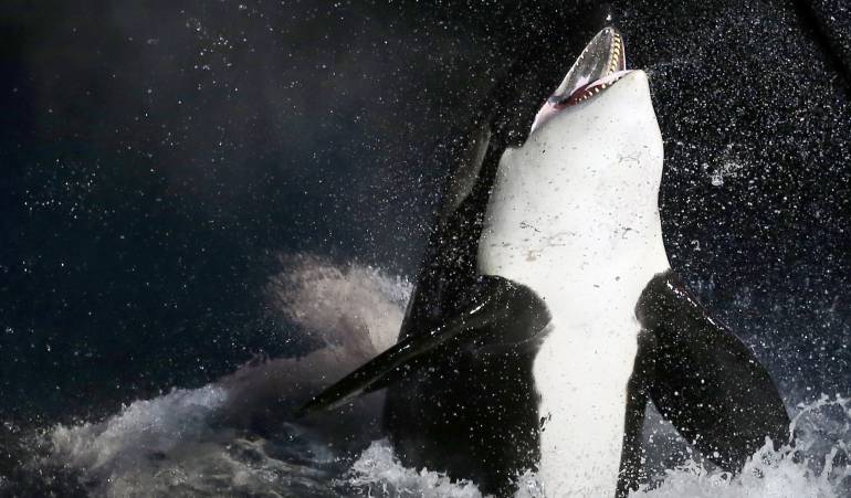 Ballenas: Estados Unidos recibe demanda por no proteger el hábitat de las orcas