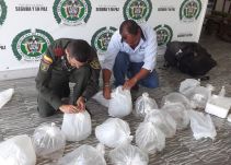 Decomisan 400 peces exóticos que se iban a comercializar en Quindío