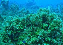 Arrecife Colombiano sigue vivo a pesar de la contaminación que lo rodea