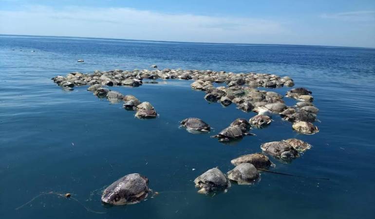 Cerca de 300 tortugas en peligro de extinción murieron en México