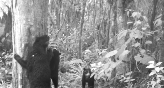 Osos en el sur del Huila: Familia de osos fue registrada en el sur del Huila Osos en el sur del Huila: Familia de osos fue registrada en el sur del Huila