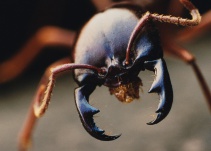 Científicos advierten que cambio climático aumentará actividad de insectos