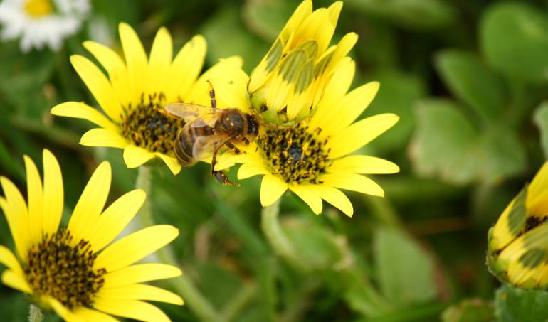 reducción de abejas.: Producción de alimentos es amenazada por la reducción de abejas