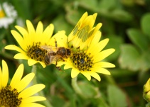 Producción de alimentos es amenazada por la reducción de abejas
