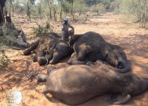 Registran la matanza de elefantes más grande en la historia de África