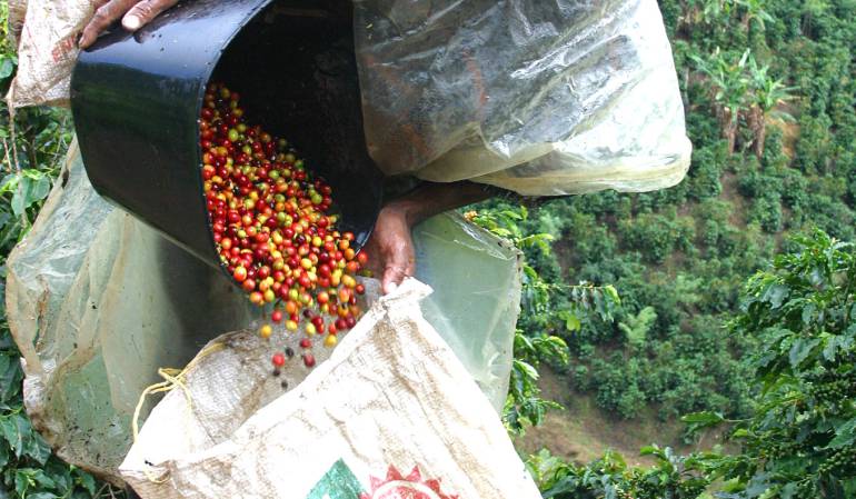 Baja producción del café.: En un 2,8% cayó la producción de café en Colombia en agosto