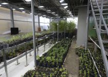 Con mate de marihuana, Uruguay busca ser líder