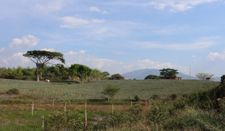 Errores en puesta en marcha de restitución de tierras: Restitución de tierras no ha cumplido con sus metas: CCJ