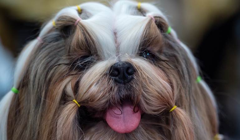 Rastreo de mascotas: Akitoy, una app para rastrear sus mascotas
