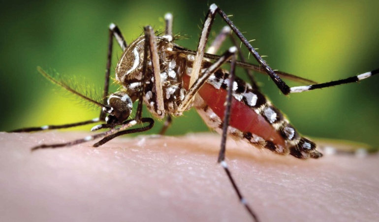 El Mosquito Aedes Aegypti