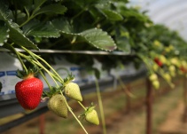 ¿Fresas con agujas dentro?, el nuevo tipo de terrorismo en Australia