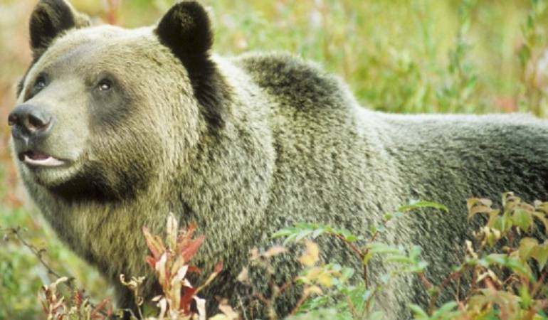 Especies en extinción: Un juez declaró como especie amenazada al oso Grizzly de Yellowstone