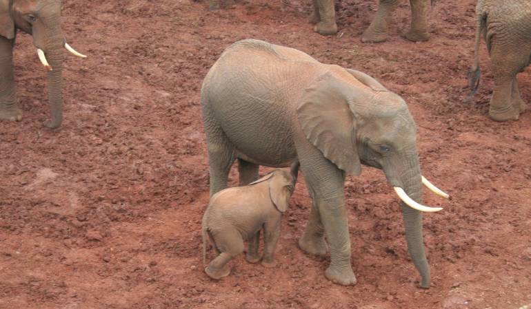 Elefante mata Alemana.: Elefante mata turista alemana en un parque natural