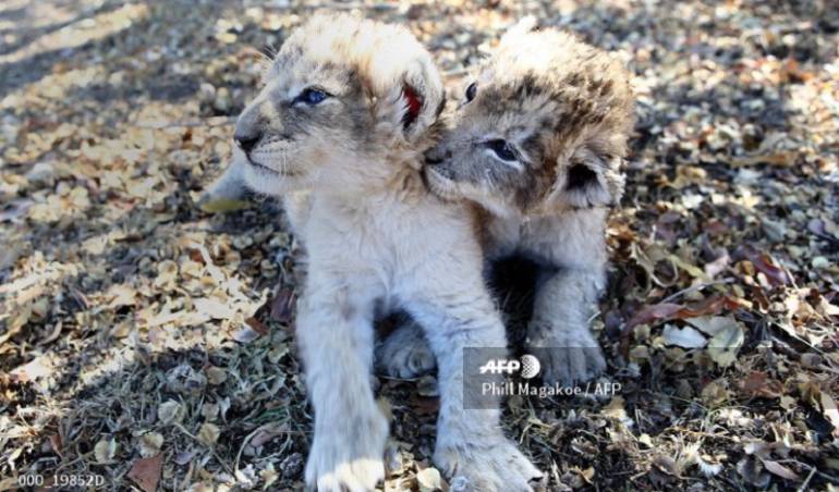 Nacen los primeros leones concebidos por inseminación artificial
