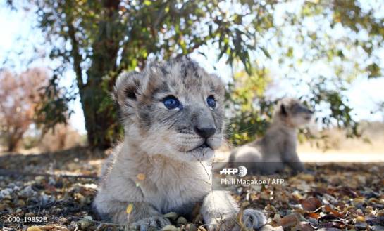 Nacen los primeros leones concebidos por inseminación artificial Nacen los primeros leones concebidos por inseminación artificial