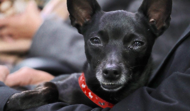 Mascota de Timochenko: Winnie, el ‘rudo’ guardián de Timochenko