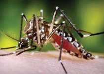 Norte de Santander, con más notificaciones de mujeres embarazadas con Zika