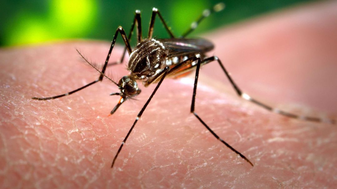 INS: Menores de edad tienen mayor probabilidad de superar secuelas del Zika