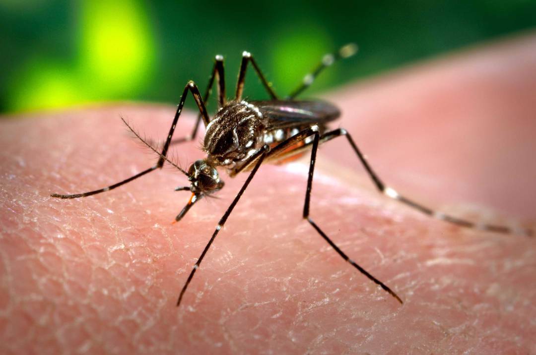 Norte de Santander, con más notificaciones de mujeres embarazadas con Zika