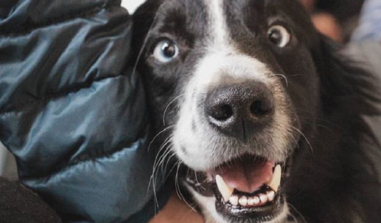 Convivencia de un hombre con una rata.: ¡De no creer! Un hombre convivía con una rata pensando que era un perro
