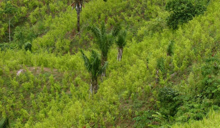 Proceso de paz: Francia reconvertirá en guías forestales a exguerrilleros de las FARC