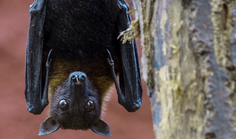 Vida secreta de los animales: Curiosa manera de los padres murciélagos para hacer que sus crías “maduren”
