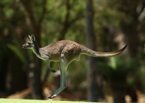 Uniformados rescatan canguro a punto de ahogarse en playas australianas