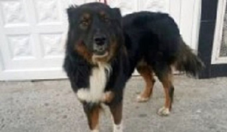 Perros podrían detectar malaria con su olfato