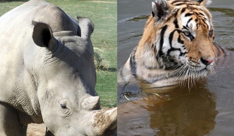 China aprueba el uso de hueso de tigre y cuerno de rinoceronte