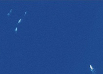 Las ballenas se convierten en el primer animal monitoreado desde el espacio