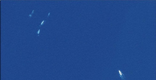 Monitoreo Ballenas Espacio: Las ballenas se convierten en el primer animal monitoreado desde el espacio Monitoreo Ballenas Espacio: Las ballenas se convierten en el primer animal monitoreado desde el espacio