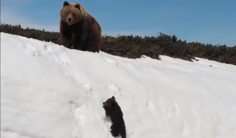 Oso escala montaña: Contra todo pronóstico un pequeño oso logra reunirse con su madre