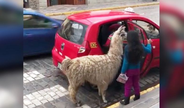llama tomando un taxi.: El curioso video de una llama tomando un taxi en Cusco