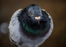 ¿Las palomas mensajeras serán patrimonio cultural?