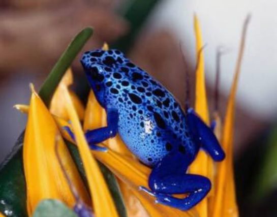 Animales Azules.: Conozca Los 9 Animales Azules Que Quizá Nunca Había ...