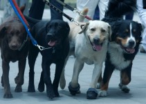 ¡Indignante! Por culpa de un cazador 12 perros caen a un abismo